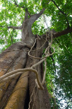 Eski doğada büyük ağaç arka plan