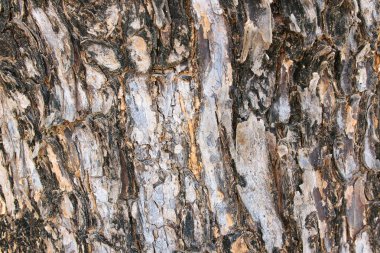 arka plan ağaç kabuğu doku