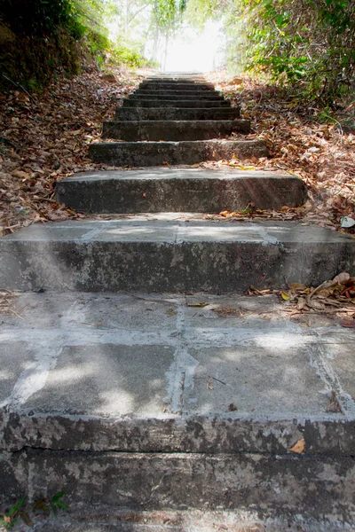 Orman eski taş merdiven