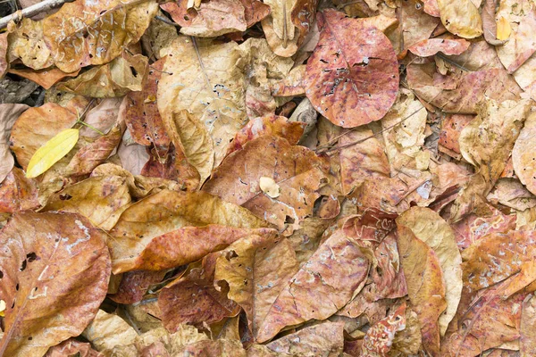 Arka plan doku kuru yaprak