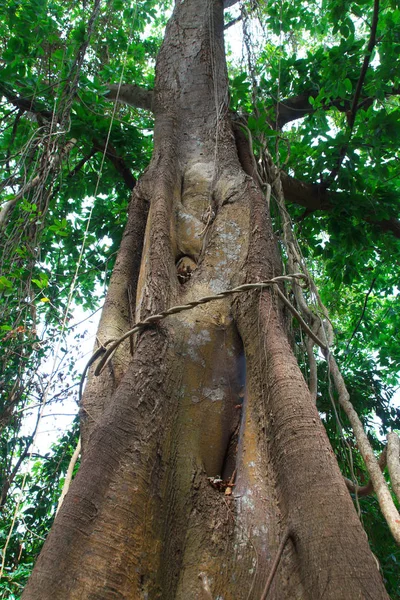 Hintergrund Des Alten Großen Baumes Der Natur — Stockfoto