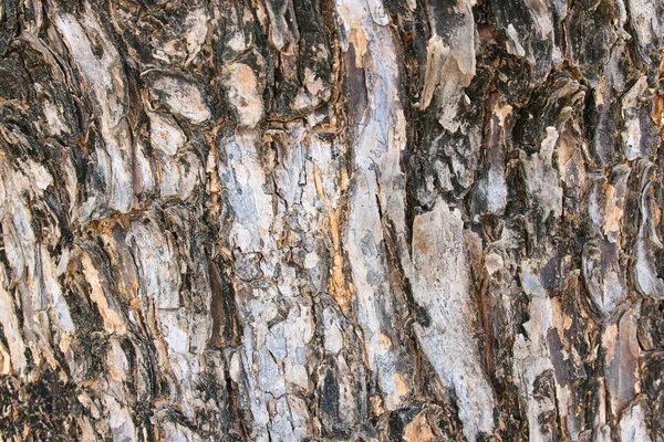 arka plan ağaç kabuğu doku