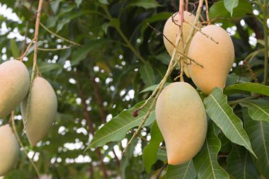 Birçok mango olgun mango ağaçları bahçede.