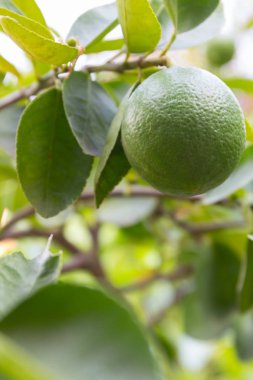 Bahçedeki ağaç üzerinde yeşil limon.