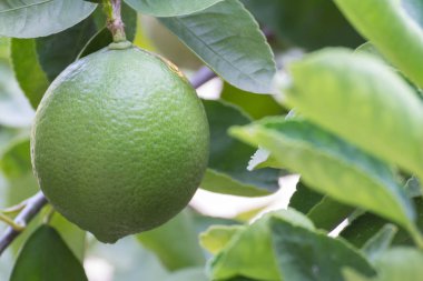 Taze çiğ yeşil limon bahçesinde bir ağaç üzerinde asılı.