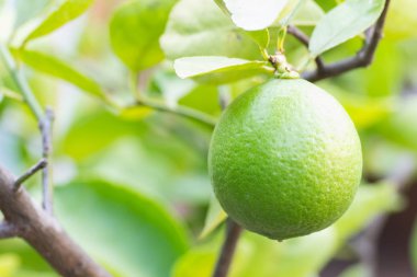Taze çiğ yeşil limon bahçesinde bir ağaç üzerinde asılı.