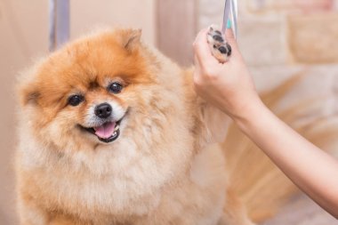 Evcil hayvan dükkanında, köpek sağlıklı kavramı kesme duş damat sonra Pomeranian.
