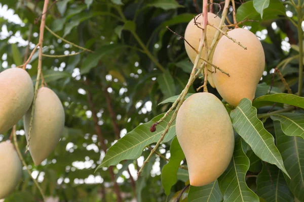 Many mango ripe on mango trees in the garden.