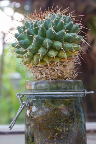 Strom Malý Kaktus Moderní Hrnce Zahradě — Stock fotografie