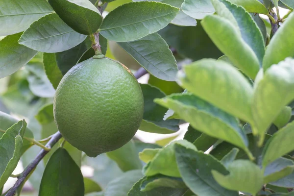 Taze çiğ yeşil limon bahçesinde bir ağaç üzerinde asılı.
