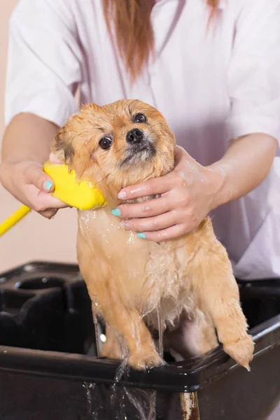 Bath Time White Pomeranian Shower Grooming Dog Healthy Concept — Stockfoto