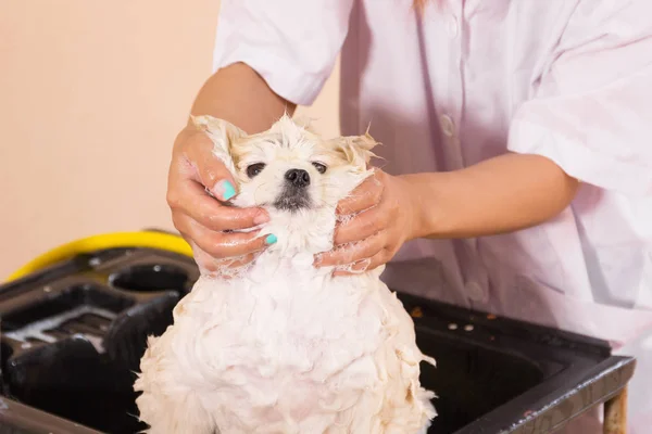 白いポメラニアン シャワー グルーミング 犬の健康概念とお風呂の時間 — ストック写真