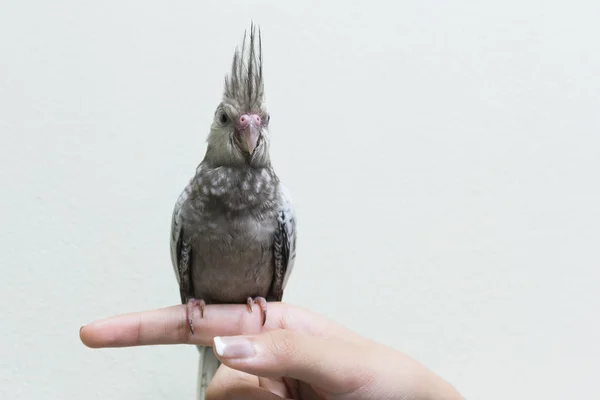 Bebé Gris Cacatúa Pájaro Dedo Femenino Espacio Copia Con Fondo — Foto de Stock