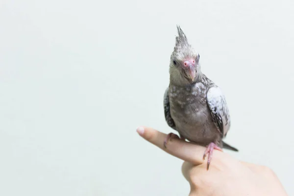 Bébé Oiseau Cockatiel Gris Sur Doigt Femelle Espace Copie Avec — Photo