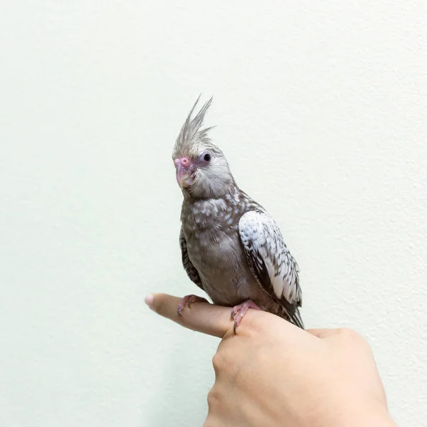 Grå Nymfparakit Fågelunge Finger Kvinna Kopia Utrymme Med Cement Vägg — Stockfoto