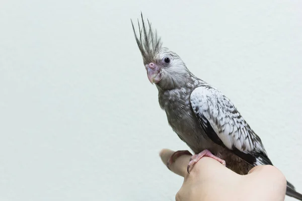 Baby Grauer Nymphenvogel Finger Weibchen Kopierraum Mit Zementwand Hintergrund — Stockfoto
