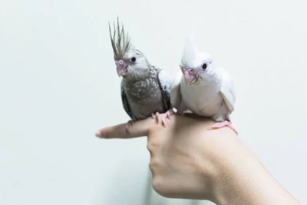 Baby Grau Und Weiß Nymphenvögel Auf Finger Weiblich Kopierraum Mit — Stockfoto