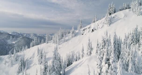 Flyover Aéreo Ensolarado Neve Coberta Montanha Topo Nevado Evergreen Árvore — Vídeo de Stock