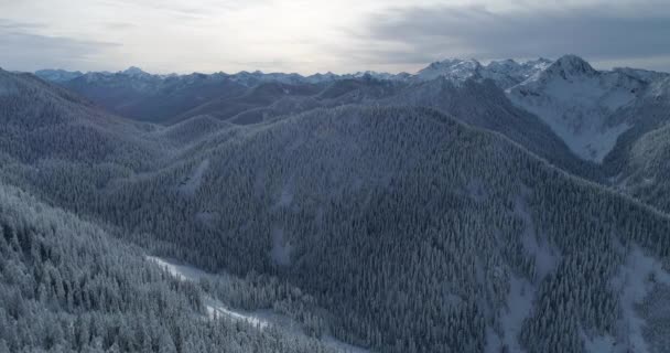 Kaskade Berge Neuschnee Bedeckt Bäume Luftaufnahme — Stockvideo