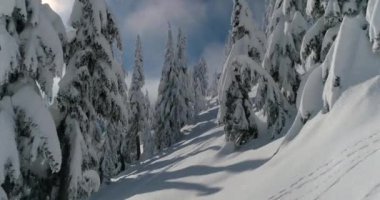 Misty Snow yatay hava uçuş orman ormanda parlak güneşli havalarda kış boyunca