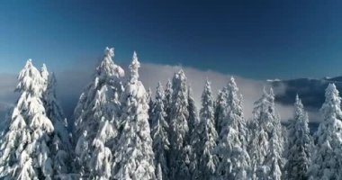 Stevens Pass Ski Area anteni ortaya kuşlar göz uçuş üzerinde kar kaplı ağaçlar