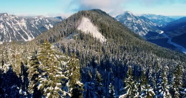 Bergskog Triangel Formad Topp Linjer Naturen Naturliga Mönster Antenn Helikopterperspektiv — Stockvideo