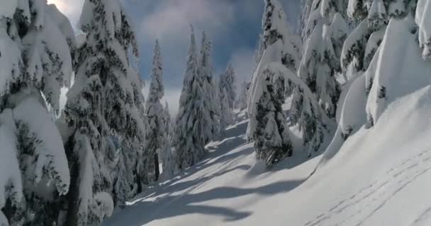 Misty Snow Landscape Vuelo Aéreo Través Bosque Bosques Soleado Clima — Vídeo de stock