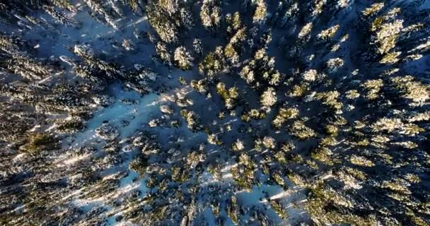 Текстура Снежного Леса Прямо Над Видом Высоты Птичьего Полета — стоковое видео