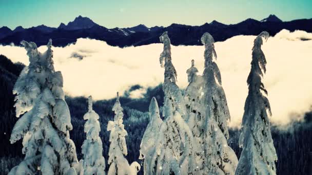 Nieve Copos Nieve Glorioso Bosque Montaña Paisaje Nubes Vintage Look — Vídeos de Stock