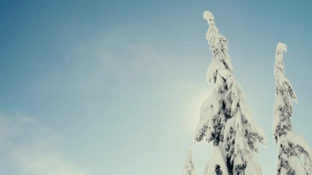 Nevado Invierno Ventisca Tormenta Nieve Fondo Copiar Espacio Título Área — Vídeo de stock