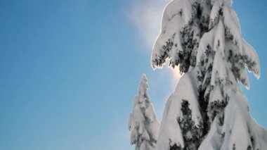 Güneş ışıklı aydýnlatma bulutların arkasında kar donmuş ağaçlar kış konsepti kaplı.