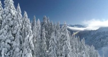 Üç boyutlu kar ağaçlar ve Mountain Top sahne Cascade Dağları Washington Eyaleti şapkalı