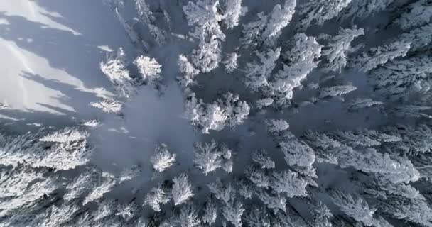 Top Aerial Drone Angle Winter Snow Evergreen Tree Forest Looking — Stock Video