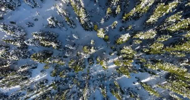 Von Oben Nach Unten Luftaufnahme Über Immergrün Weiß Schnee Wald — Stockvideo