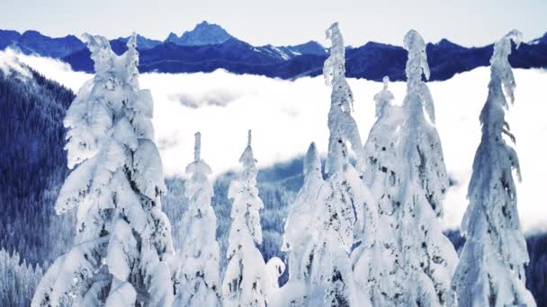 Vítr Vanoucí Sněhové Bouře Stromy Pohoří Zmrazení Studené Počasí Klimatické — Stock video