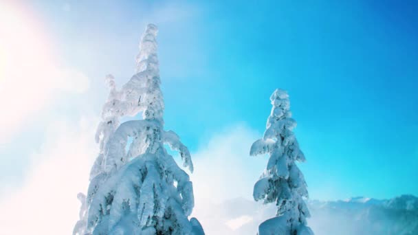 Escena Invierno Vientos Fuertes Soplando Nubes Nieve Sobre Árboles Congelados — Vídeo de stock