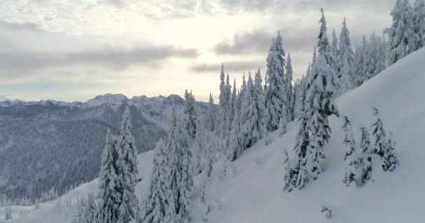 Inverno Neve Paesaggio Aereo Volo Sopra Foresta Stevens Pass Washington — Video Stock