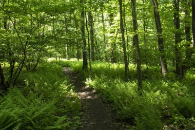 Appalachian iz Pensilvanya ABD