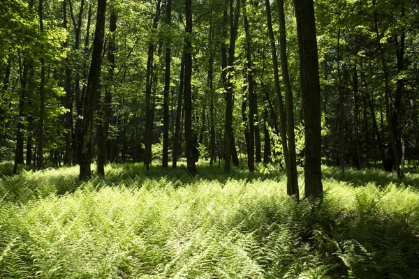 Appalachian Trail Pennsylvania Forest Sunny Green Ferns Shadows