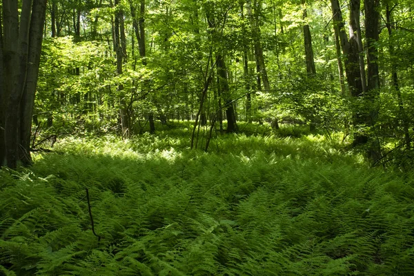 Appalachian Trail Pennsylvania Forest Scene