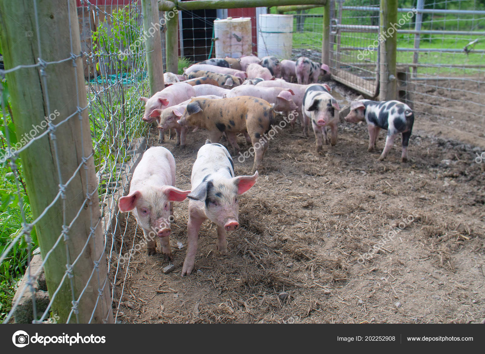 Baby Pigs Pen Farm Stock Photo Image By Cascadecreatives 202252908