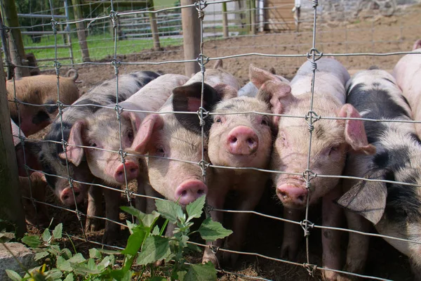 Piglets Lined Up Waiting For Feeding Time Behind Fence on Rural Farm