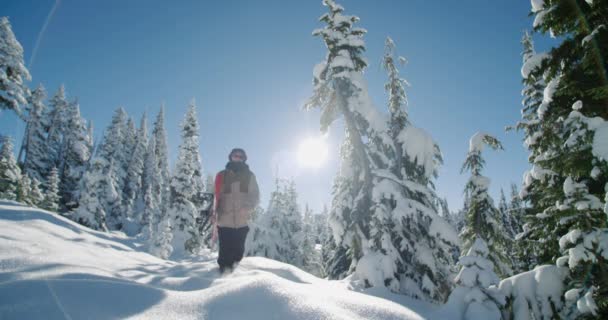 Snowboard Snowboard Ile Güneşli Toz Kar Orman Güneş Mercek Parlaması — Stok video