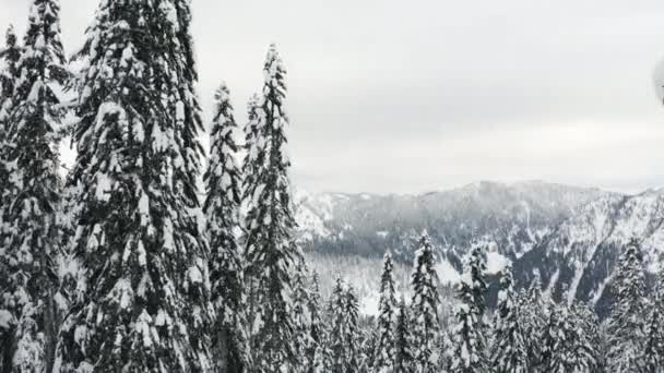 Winter Snowy Dag Luchtfoto Vliegen Boven Witte Sneeuw Bedekt Bomen — Stockvideo