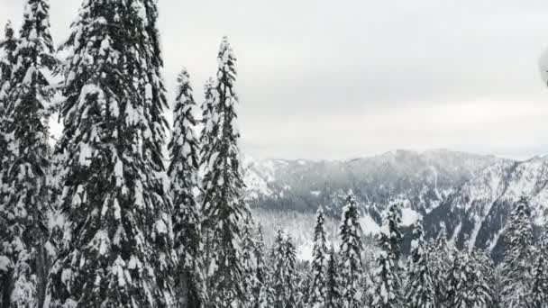 Vintern Snöig Dag Antenn Flygande Ovanför Vit Snö Täckt Träd — Stockvideo