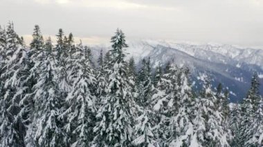 Güzel kış cascade dağ dron açı karlı ağaçların rising