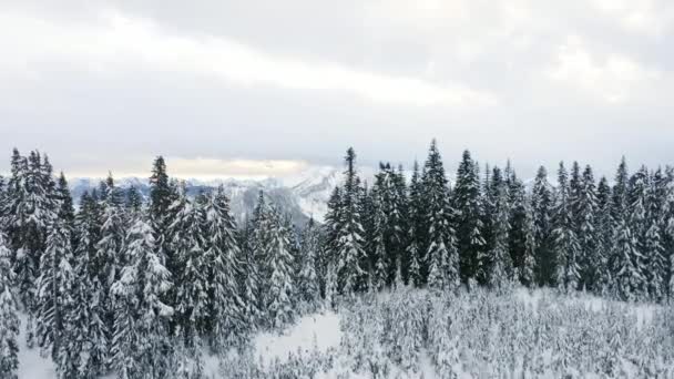 Drone Nieve Invierno Volando Sobre Árboles Lejanos Nevando Atardecer — Vídeos de Stock