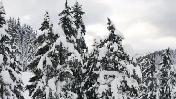 Snöiga Träd Antenn Flyga Upp Winter Storm Snöar — Stockvideo