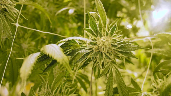 Cannabis Flowering Under Grow Lights Large Budding Plant
