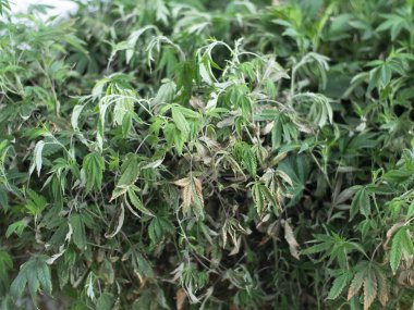 Diseased Marijuana Plant Leaves clipart